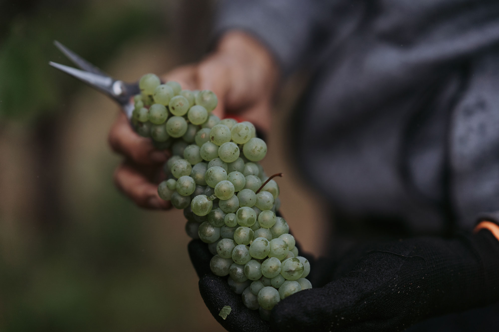 Man holding a bundle of grapes 